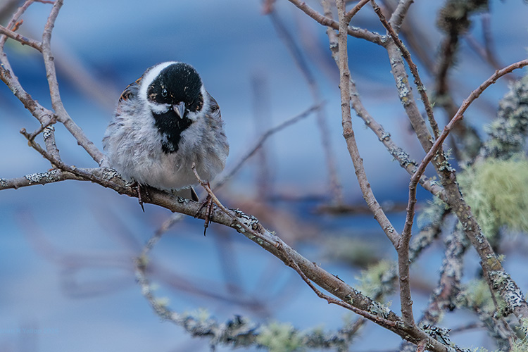 Male Reed Buntinge